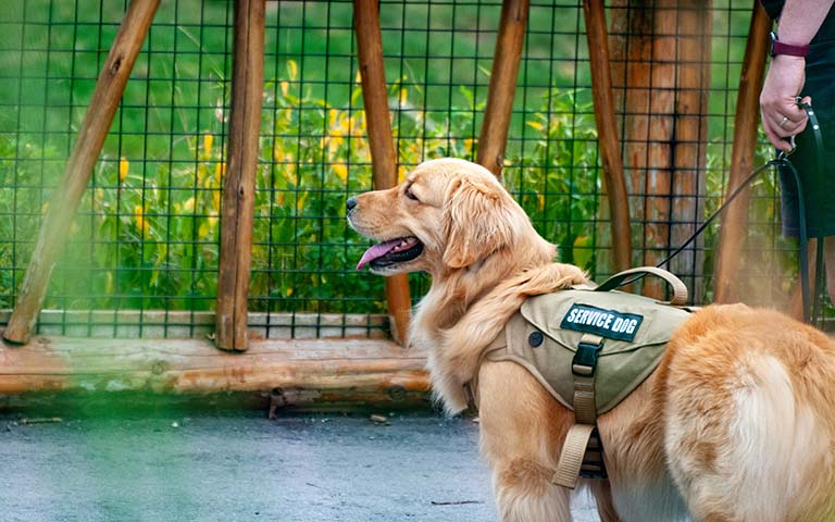 A service dog standing in front of greenery